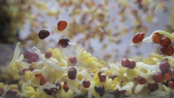 Deliciosamentesano brotes dia 2 (4)