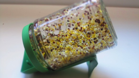 Deliciosamentesano brotes dia 4 (3)